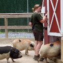 Feeding the pigs